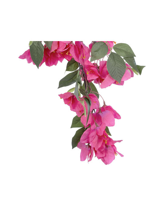 Bougainvillea Fuchsien 80cm in Box GloboStar