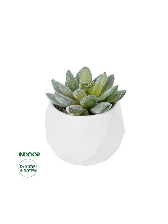 Globostar Plantă Artificială de Grădină Suculentă Sedeveria în Ghiveci 20987 Plantă Decorativă Sedeveria Φ7 X H7.5cm