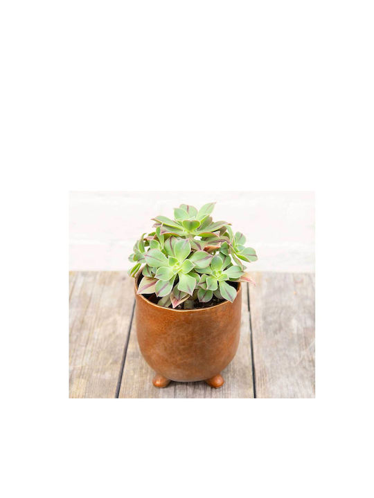 Aeonium 'red Stripe' 10.5cm