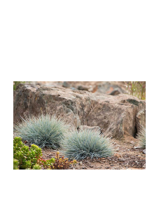 Festuca ´elijah Blue´ 17cm