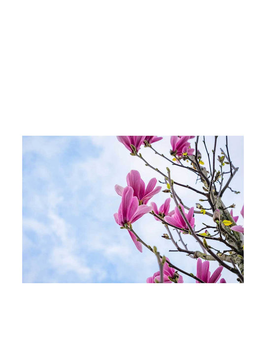Magnolia 'galaxy' 23cm Magnolia 'galaxy' 23cm