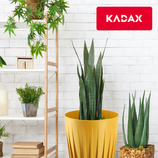 Kadax Kadax