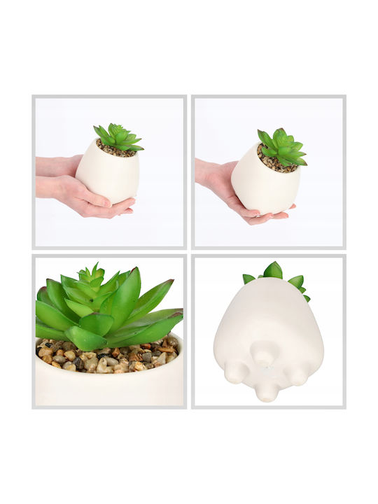Plantă Suculentă În Ghiveci Alb Kadax