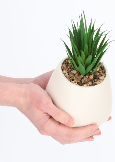 Succulent Plant in Pot White 10.5cm Kadax