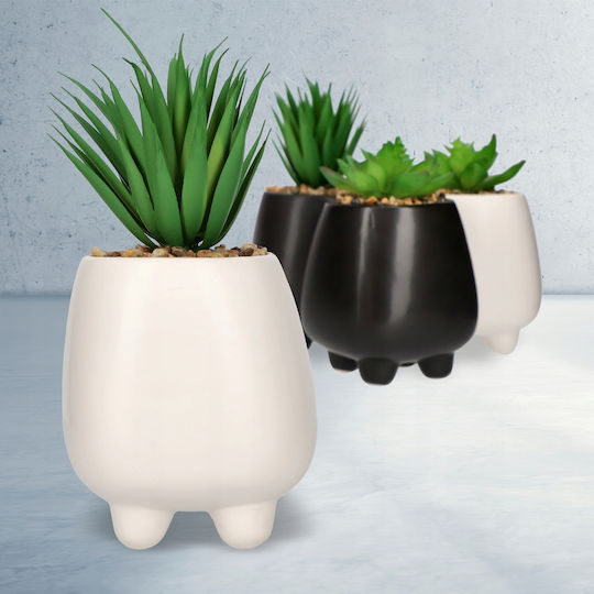 Succulent Plant in Pot White 10.5cm Kadax