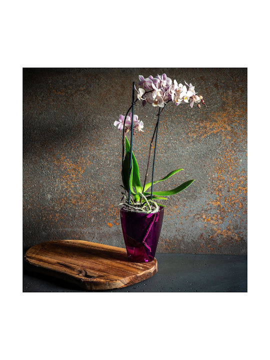 Kadax Orchid Pot Cover Plastic Flower Planter 12cm Purple