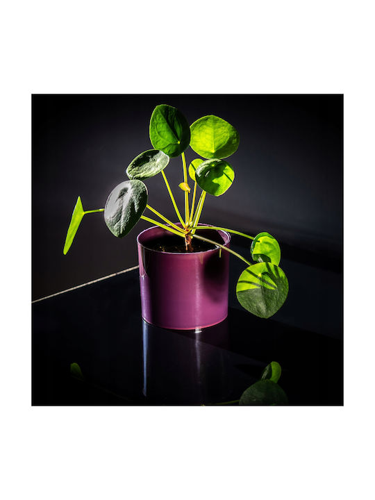 Kadax Flower Pot Cover Pot 13.5cm Colors
