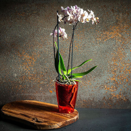 Kadax Orchid Flower Pot Cover Plastic Plant 9cm Red Kadax Orchid Flower Pot Cover Plastic Plant 9cm Red