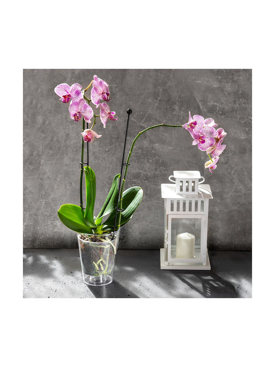 Kadax Orchid Pot Cover Transparent 12cm