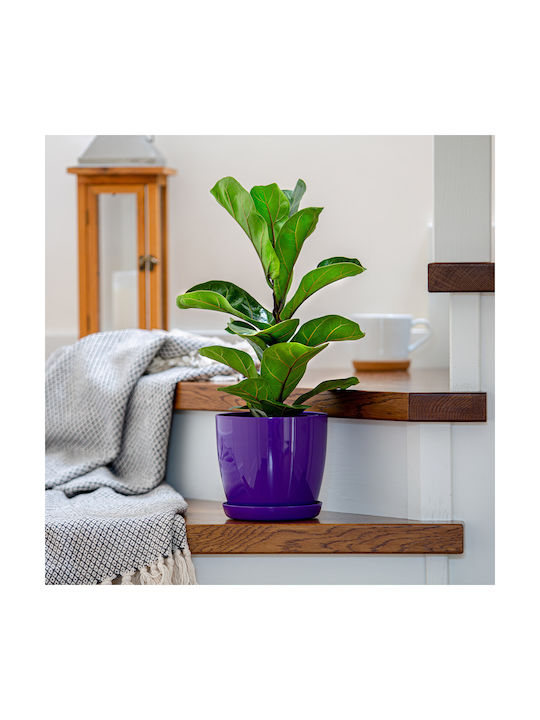 Farfurie pentru ghiveci Kadax, capac din plastic pentru ghiveci, 18cm, flori mov