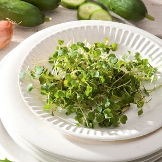 Semințe de Rucola "Eruca Sativa" 10g