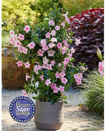 Mandevilla 'double Blush Pink' 19cm Mandevilla 'double Blush Pink' 19cm