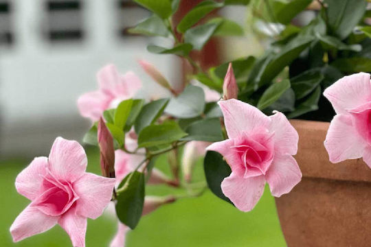 Mandevilla 'Double Blush Pink' 19cm
