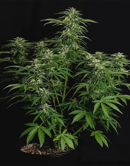 Rqs Hybrid Cannabis Seeds F1 Apollo F1 1 Seed