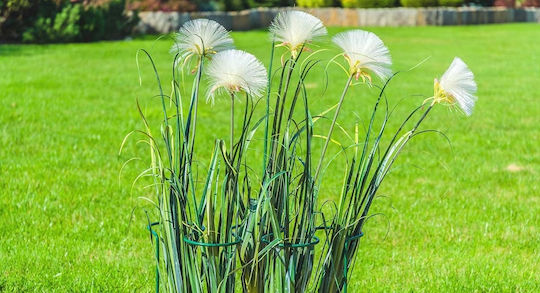 Kadax Βέργα Στήριξης Φυτών 70cm από Ατσάλι με Δακτύλιο Στήριξης