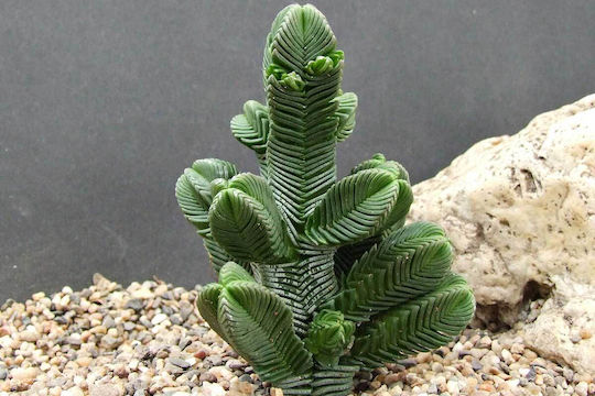 Crassula Pyramidalis 5,5cm Crassula Pyramidalis 5,5cm