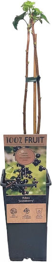 Coacăz Negru Jostaberry 50cm Coacăz Negru Jostaberry 50cm