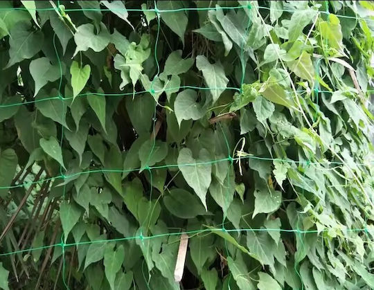 Climbing Plant Net Zola Cucumbers Peas Beans Other Vegetables Uv Resistant 2x 10 M