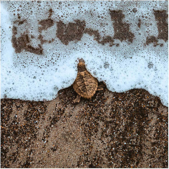 Πίνακας Little Turtle By Sea Μικρή Χελώνα Δίπλα Στη Θάλασσα 80x80