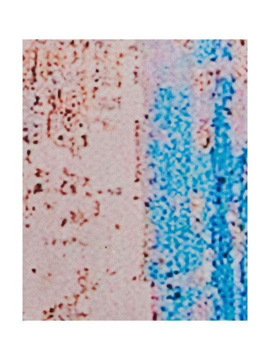Beliani Αντιολισθητικό Χαλί Διάδρομος Μπλε 80x150cm