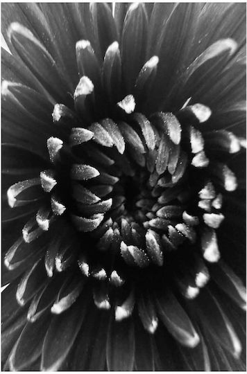 Abstract Black White Flower Painting 40x65