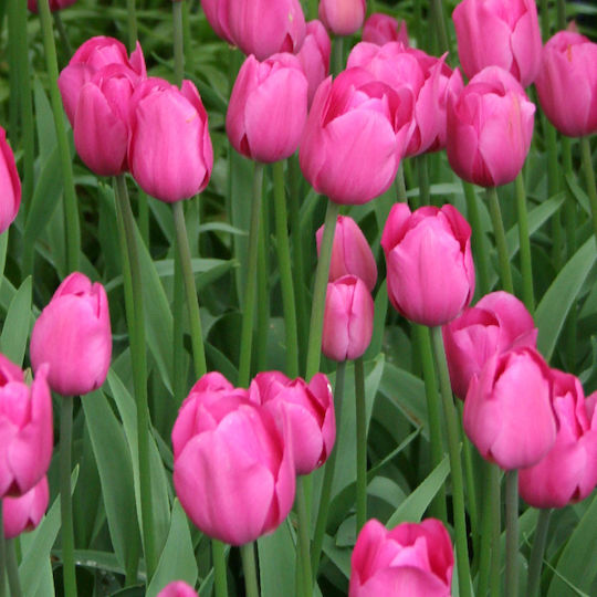 Single Color Tulip Bulbs 5 Colors