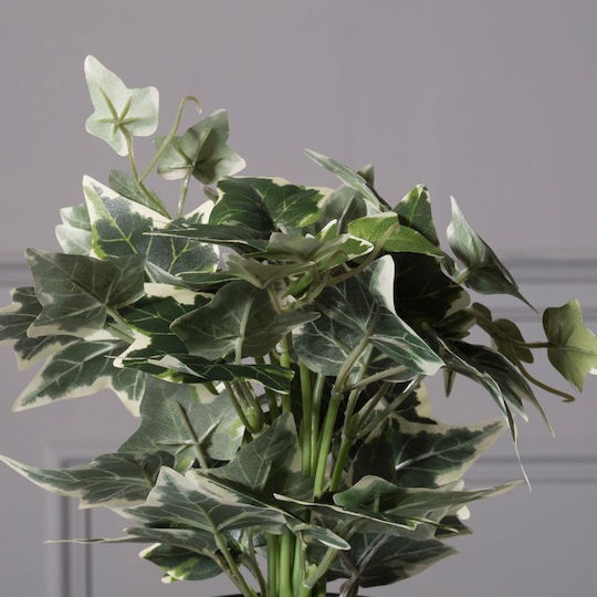 Κισσός σε Γλαστράκι 30cm Supergreens