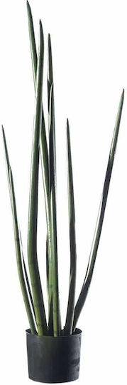Yucca В Саксия Supergreens