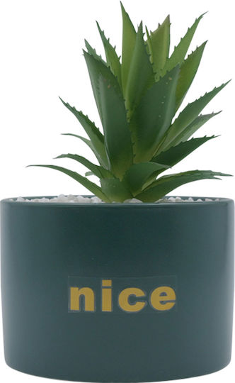 Aloe in Topfpflanze Uncle George
