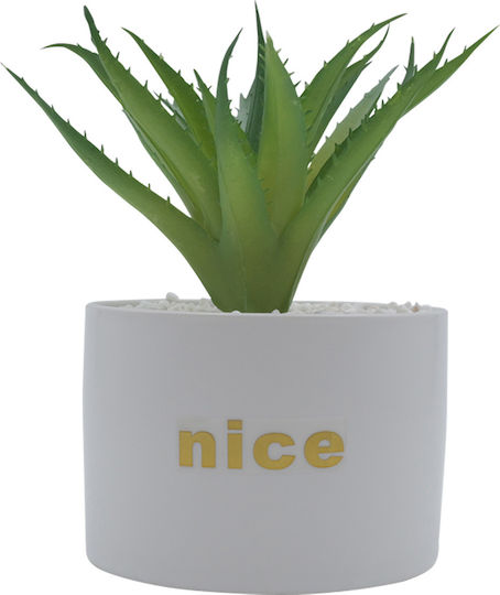 Aloe in Topfpflanze Weiß Uncle George