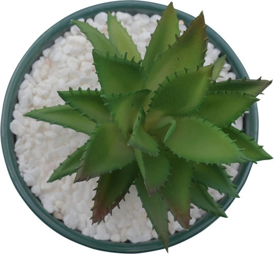 Aloe in Topfpflanze 17cm 05.02.04-0015-Grün Uncle George