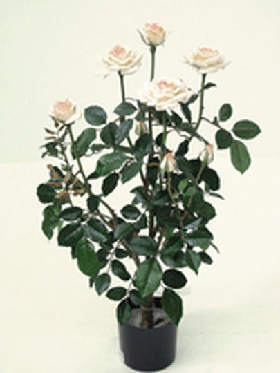 Rose in Topfpflanze Weiß Zaros