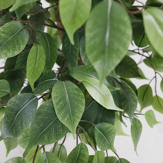 Outdoor Ficus Lyrata Newplan
