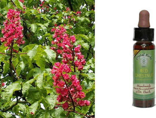 Crystal Herbs Κόκκινη Αγριοκαστανιά (red Chestnut) Ανθοΐαμα 10ml 1τμχ