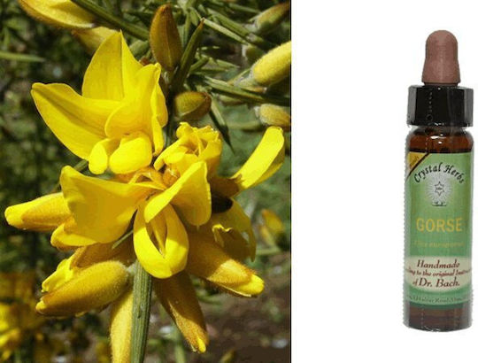 Crystal Herbs Σχοίνος (gorse) Ανθοΐαμα 10ml 1τμχ