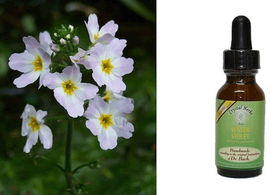 Crystal Herbs Νεροβιολέτα (water Violet) Ανθοΐαμα 25ml 1τμχ
