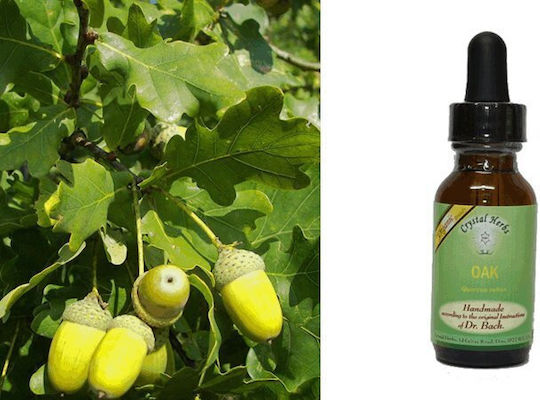 Crystal Herbs Βελανιδιά (oak) Ανθοΐαμα 25ml 1τμχ