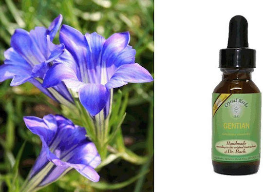 Crystal Herbs Γεντιανή (gentian) Esență Florală 25ml 1buc