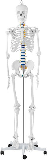 Anatomisches Modell Menschliches Skelett 176 cm + Anatomisches Poster