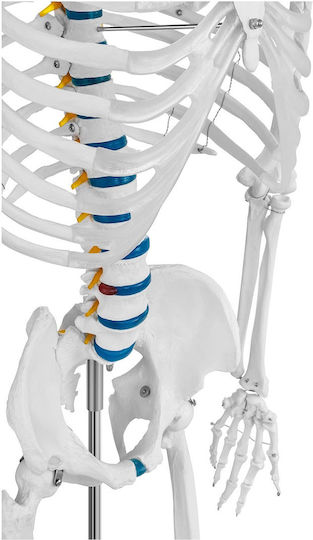 Anatomisches Modell Menschliches Skelett 176 cm + Anatomisches Poster