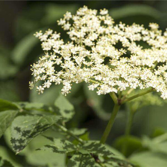 Holunderblüte aus Amerika 500 g