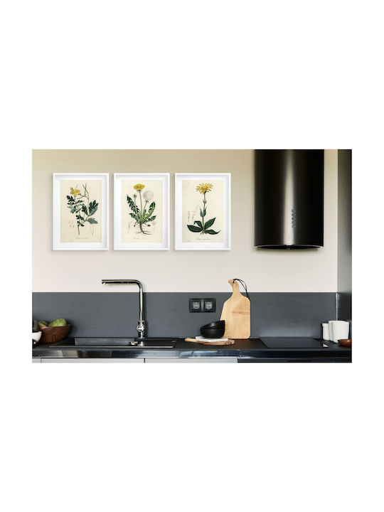Posters Kitchen Medicinal Plants Wall Decoration Dandelion 3x30x40