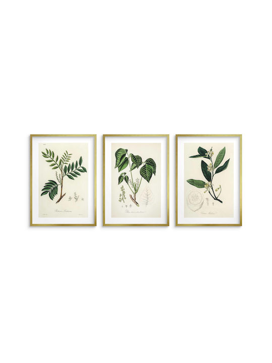 Poster Küchenpflanzen Herbarium Wanddekoration Vintage Stil 3x30x40