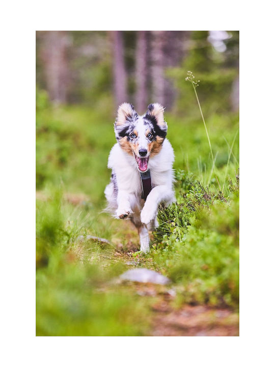 Non-stop dogwear Нагръдник за куче Черен lineol6