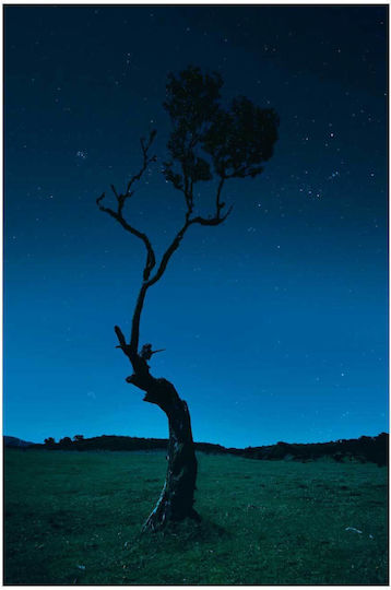 Πίνακας Lone Tree Under Starry Night Μοναχικό Δέντρο Κάτω Έναστρη Νύχτα 50x80
