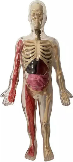 Auzou The Human Body STEM Educational Game Knowledge for 6+ years old Years Old