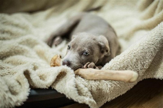 Chewies Лакомство за Кучета Ухо Средни Породи 460gr