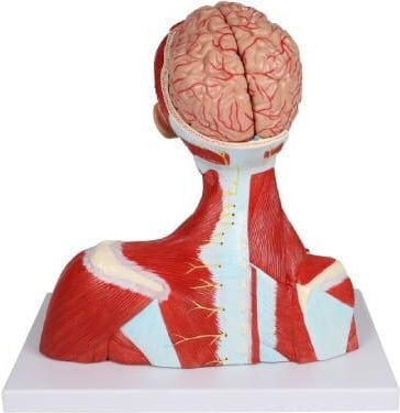 Head, Neck, and Chest Muscles 2 Parts