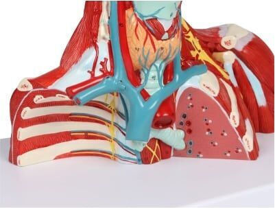 Head, Neck, and Chest Muscles 2 Parts