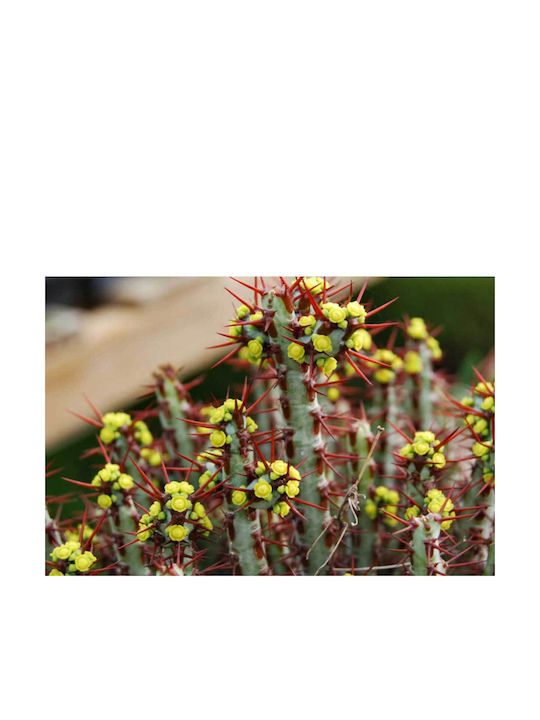 Euphorbia Aeruginosa 6.5cm